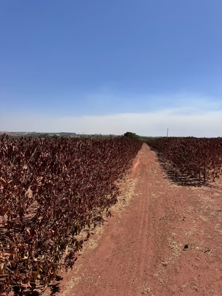 [REGIÃO] Falta de chuvas compromete produção de café na Alta Mogiana